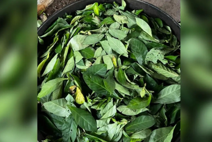 Ayahuasca, a traditional South American herbal brew, is primarily used in indigenous cultures for spiritual and healing practices.