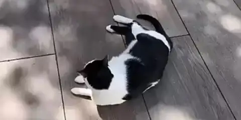 How a Patio Adventure Turned Indoor Cat Into Online Star