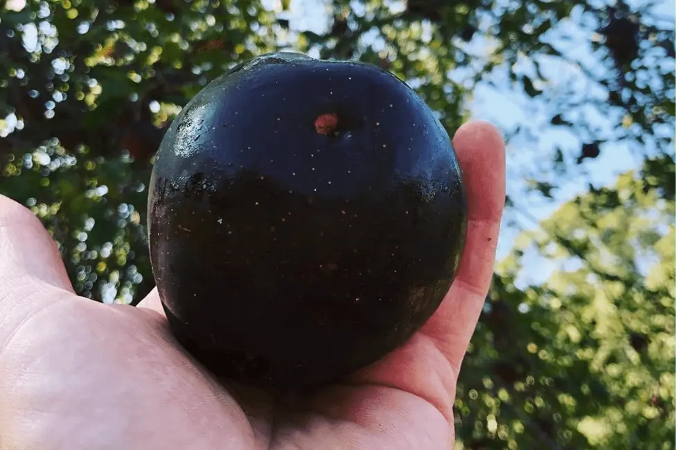 What is the Deal with These $7-$20 Black Diamond Apples?