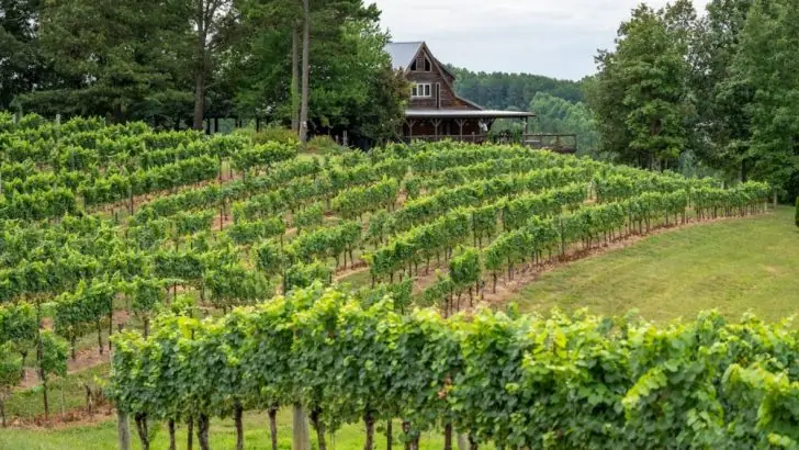 The ultimate guide to French red wine region.
