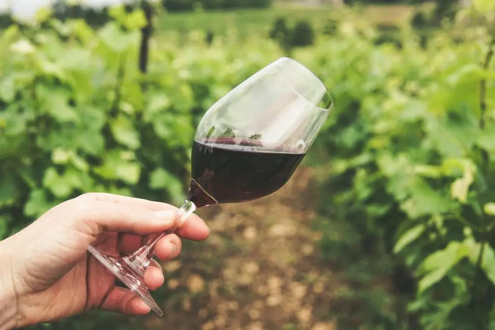 The Ultimate Guide to French Red Wine Regions and Vineyards