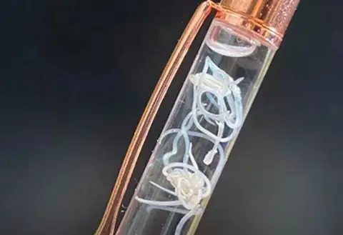 This Japanese Pen is Going Viral for Containing REAL Live Parasites