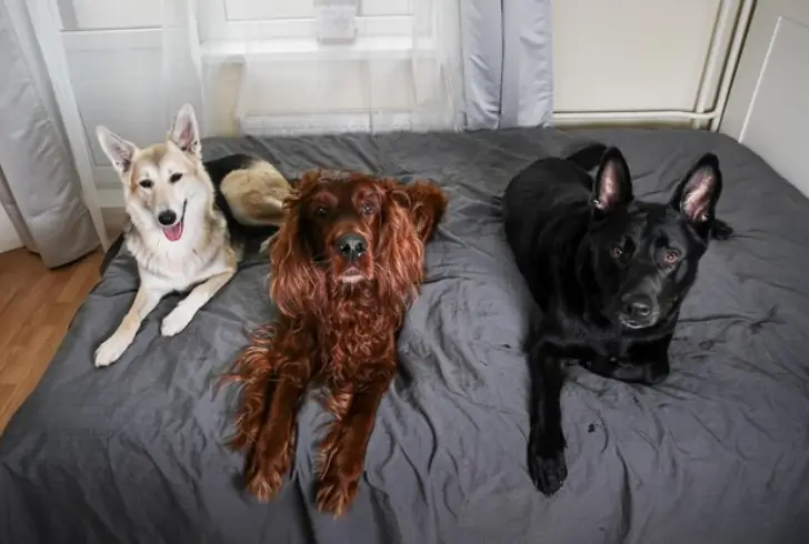 Large dog relaxing in small mattress
