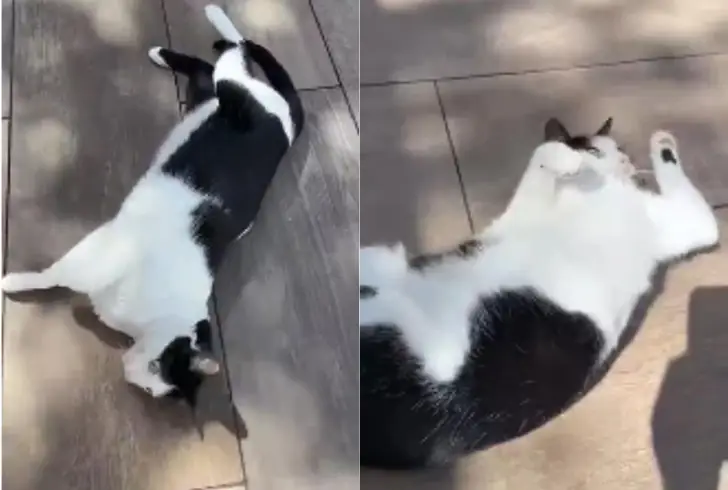 Cat peacefully relaxing